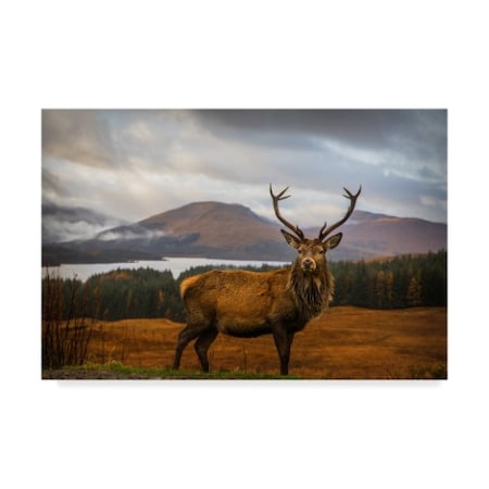 Adrian Popan 'Scottish Stag' Canvas Art,16x24